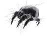 Dust Mites&##x3a; What Cleaning Business Owners Should Know