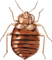 Don&##x27;t Let the Bedbugs Bite