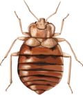 Cleaning Up After Bedbugs